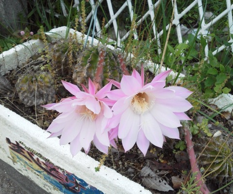サボテンの花･･･　と聞いて（花ではない）チューリップを思い出す人は少ないのでしょうね．「ひとつ屋根の下」とか･･･