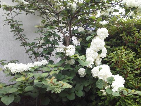 この花は,実家の庭に咲いている「おおでまり」です.うまく写せてないですが,花の直径は5cmくらいあります.近くにこでまりも咲いているので,冗談でおおでまり?と言っていたのですが,母に聞いたらほんとにおおでまりなんだそうです.