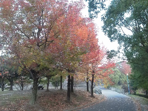 丸ごと真っ赤の紅葉もきれいですが,私はこんないろんな色が混じったグラディエーションのような紅葉が好きかな.