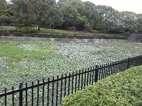 公園の池では，ホテイアオイ（布袋葵）の花がたくさん咲いています．肉眼では淡い紫の花がとてもきれいなのですが，この写真では色合いが分かりにくいですねえ．