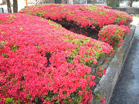 桜が終わると次はツツジの季節です．もうあちこちでいろんなツツジが咲いています．ここは家の近くで，春日公園ではないのですが，盛りを過ぎないうちにご紹介しておきましょう．