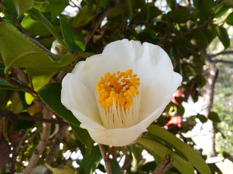 そんな思いとは関係なく、春の春日公園ではいろんな花が咲いています。今日は木偏に春の春の花、椿に登場してもらいましょう。白椿、なんとなく和菓子を連想してしまいました。
