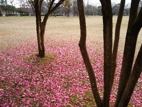 今シーズン2度目の登場、サザンカ(山茶花)の花びらです。彩りの少ない時季なので、きれいなものを探すとここに目が行きます。