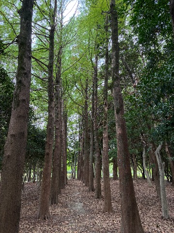 何度かご紹介したことがありますが、ラクウショウの小径の現在です。 春日公園の中でも知る人ぞ知る景色です。