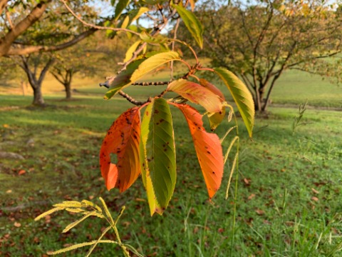 桜の葉がだいぶ色づいています。黄色から紅にかけていろんな色がありますが、私はこんな色が好きかな。 この場合、黄葉でも紅葉でもなくて橙葉とでも言うのでしょうかね?