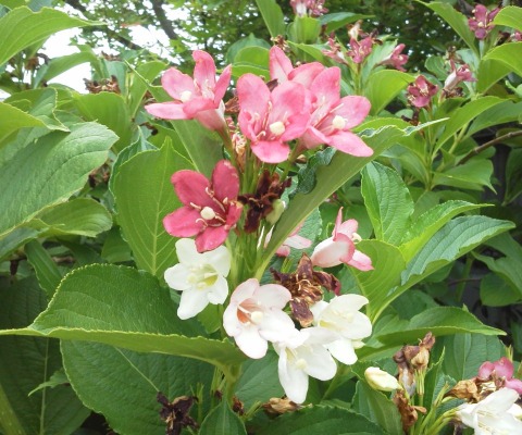 このコース沿いには，いろんな花が咲いています．残念ながら私はこの辺にはとんと疎くて名前もわからないので，紅白の花とくらいしか呼べないのですが，同じ枝に違った色の花が咲いていてきれいでした．