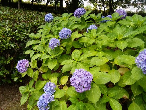 春日公園の紫陽花は先日の額紫陽花だけで良いかなと思っていたんですが、今日もまた雨上がりで色がきれいだったのでご紹介しますね。