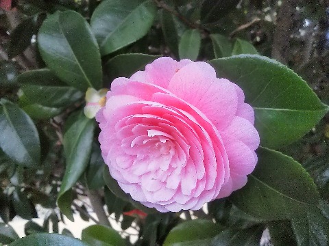 この花は,ヌッチオズパール(Nuccio's Pearl).初めて聞く名前ですが,椿の品種名です.アメリカのヌチオズナーセリーが作った品種なのでこんな名前です. 春日公園に咲いてますよ.春日ダッシュの皆さん,気付かれていますか?