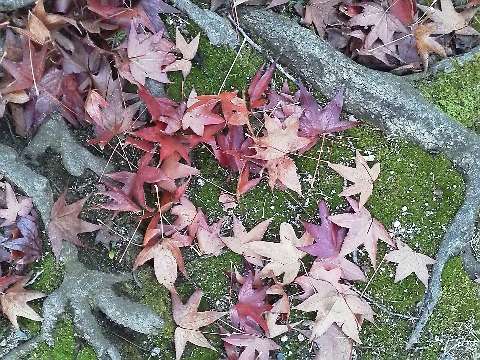 写真は昨日に引き続きモミジバフウです．クリスマスカラーの赤と緑･･･　ちょっと苦しいかな？