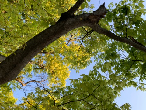 ラジオ体操で上体をそらせると、桜の新緑が目に入ります。上の方の枝にはもう朝日が当たって輝いています。