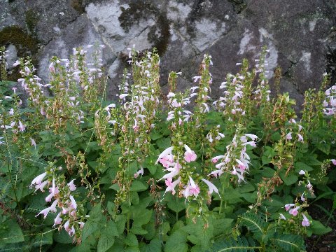 これも周回路脇のたっち花壇の花なんですが、名前を確認できませんでした。可愛い花ですけどね。
