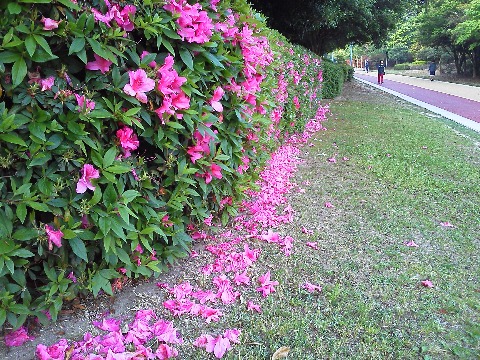 春日公園のツツジももうほとんど終わりです.花の終わりは寂しい景色が多いのですが,ここは落ちた花が一直線に集まってなかなかきれいでした.