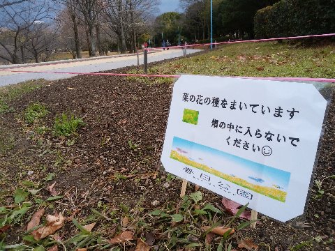 さて公園の周回路脇の花壇ですが、夏の向日葵、秋の秋桜、とご紹介してきました。 今度は何かな?と思ったら、菜の花だそうです。これから春へ向かっての成長を見るのが楽しみです。