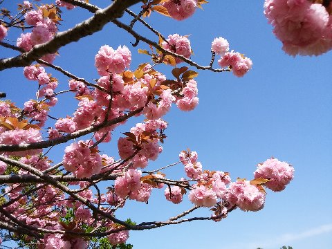 ソメイヨシノはもうすっかり新緑ですが、1本だけある八重桜はまだ満開です。青空にピンクが映えていました。