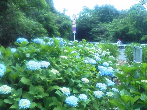 牛頸ダムの周回路では,紫陽花が咲き始めています.こんなにたくさんあるとは,これまで気付きませんでした.これから盛りになったらずいぶんきれいだと思います.