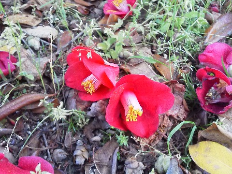 ツバキの花は,花びらがバラバラに落ちるサザンカと違って,花びらの根元がくっついているので花ごとボトッと落ちますね.昔の武士は,首が落ちるようで縁起が悪いと嫌ったそうです.でも,落ちた状態でもこのようにまだ充分風情があって,目を楽しませてくれます.