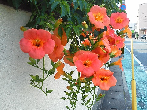 朝ランコースの途中に咲いているこの派手な花はノウゼンカズラです.去年名前を教えていただいたので,今年はちゃんと名前付きでアップできます・・・