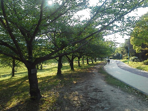 春日公園の桜は，若葉がだいぶ大きくなりました．花殻も落ちてしまって，すっかりリューイーソー，緑一色です．