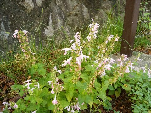 先日も一度アップしたたっち花壇のこの花ですが、確認したらキャットミントでした。ミントといっても、ハーブというよりは観賞用の花みたいですね。