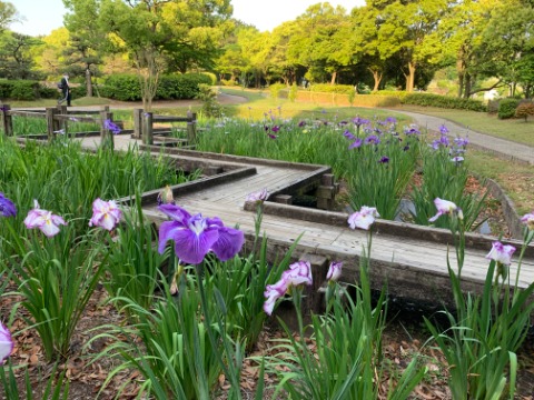 春日公園にはこんな一角もあります。菖蒲?アヤメ?カキツバタ? 横着して調べてませんが、どれかでしょう。 以前、ラン仲間と大宰府まで走って菖蒲園を観たことを思い出します。