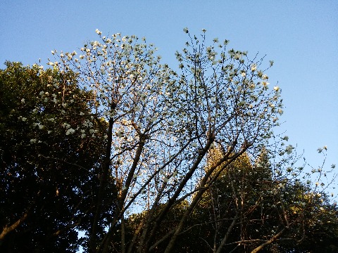ようやく春本番ということで,あちこちで花が咲き始めました.この白木蓮はもう満開です.梢のほうの花には朝日が当たってきれいでした.