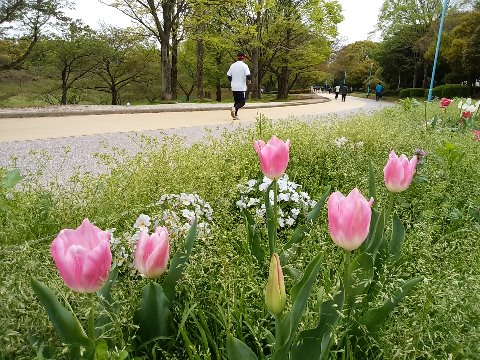 周回路脇の花壇では、チューリップがもう盛りは過ぎようとしていますがまだまだきれいです。