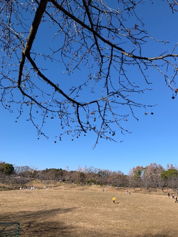 さて、この木の枝に小さいトゲトゲの実がぶら下がっているのが見えますか？　これはタイワンフウの実で、足元にもたくさん落ちています。