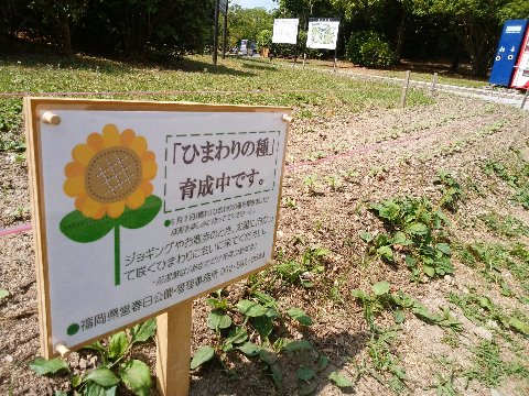 周回路脇のこのスペース、先日から花の終わったコスモスやチューリップを抜き取って元肥を入れたりされていて、次は何かな?と気になっていましたが、向日葵のようですね。まだ双葉が出たばかりですが、これからの成長が楽しみです。