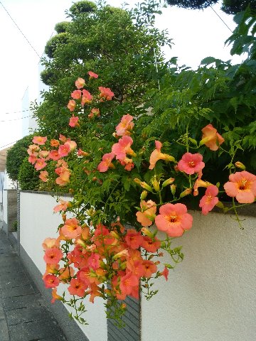ま、そんなことにはお構いなく、花は咲きます。これもたぶん毎年アップしている凌霄花です。「霄(そら)を凌ぐ花」で、高いところによじ登ることによる命名だそうですが、これでノウゼンカズラは難読ですよね。