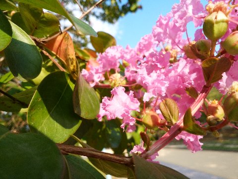 「春日公園の花はどうなってるの?」との声もいただきましたので、ネタ不足の中、がんばりましょう。 先日ある先輩さんから、百日紅の花をアップで見たらきれいだよ、と教えてもらいました。一つの花は1センチくらいの大きさしかないのですが、すごくフリルの効いた花びらがたしかにきれいですね。