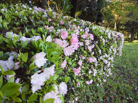 春日公園のツツジは,この小花の品種が先に盛りを迎えているようです.