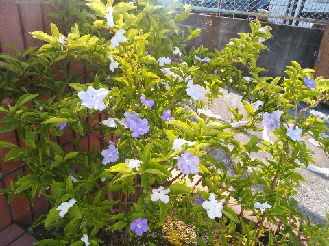 春日公園ではなく途中のよそ様のお宅に咲いているこの花は、以前にもアップしましたが、匂蕃茉莉です。　名前が分からなかったのをラン友が教えてくれました。匂（香り）があり、蕃（外国）からの、茉莉（ジャスミン類）で「香りのある外国からのジャスミン」を意味するのだそうです。　一つの木に３色の花が咲いているみたいですが、咲き始めは濃い紫色で、次に薄い紫色、最後は白色になるんですよ。