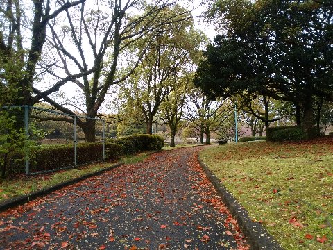 でもおかげで、きれいな色の落ち葉でこんな景色も見ることができました。