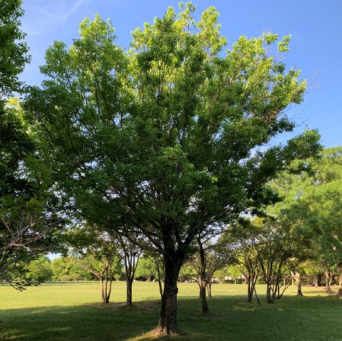 春日公園には、種類も数もたくさんの樹々があります。素人の私でも分かる範囲で、自分の勉強のために時々ご紹介したいと思います。 これは唐楓です。楓という名前ですが葉っぱは、切れ込みで5つではなく3つに分かれています。紅葉がきれいなのはやっぱり楓ですね。