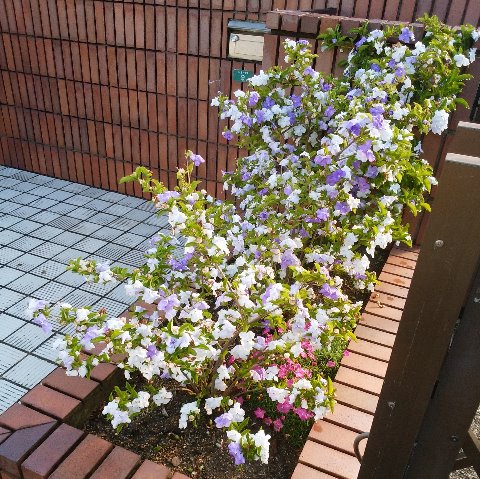 この花は、春日公園ではなく途中のよそのお宅です。過去に2回くらいアップした気がしますが、好きな花だし、友人が教えてくれた名前も印象的なので今年もご紹介します。 以下の講釈も毎回同じですが悪しからず。 匂蕃茉莉という名前は、匂(香り)があり蕃(外国)からの茉莉(ジャスミン類)の意味で「香りのある外国からのジャスミン」を意味するそうです。ただしジャスミンではないですけどね。 そして、紫と白の花が咲いていますが、咲き始めは濃い紫色なのがだんだん薄くなって最後は白色になるんですよ。