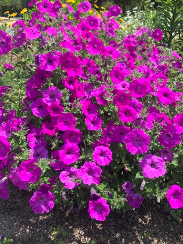 周回路脇の花壇ではいろんな花が咲いていますが、今日はペチュニアです。