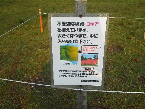 さて春日公園の一角にこんな表示が出ています．シンガーソングライターのKOKIAさんではなくコキア！　調べたら，別名ホウキギ，そしてあの畑のキャビアと言われるトンブリはこの実が材料なんだそうです．まだ影も形もありませんが，秋が楽しみです．