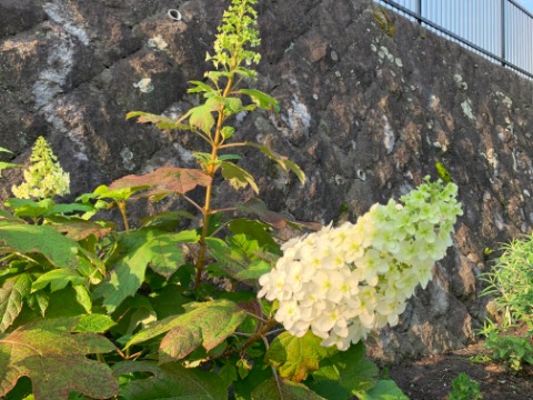 これは柏葉紫陽花(カシワバアジサイ)です。去年までも途中のお宅に咲いているのをご紹介しましたが、今年は公園内のたっち花壇に植えてもらったようです。円錐形の花が目立ちます。