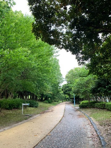 公園は緑の濃淡がきれいでした。