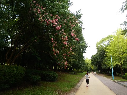 周回路沿いでもあちこちでサルスベリ（百日紅）が真っ盛りです。ここが一番きれいかな。