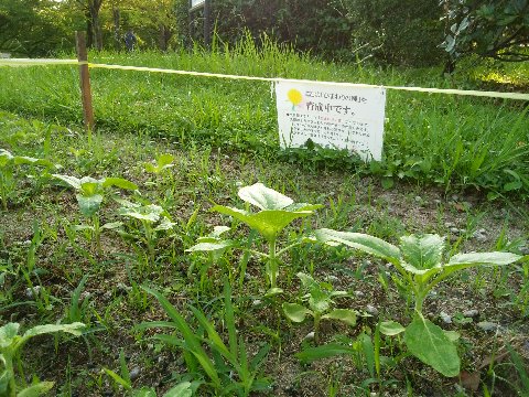 周回路の脇で、ヒマワリ(向日葵)の苗が育っています。今からで大丈夫なの?とちょっと心配でしたが、日に日に大きくなっているようなので、ちゃんと夏のうちに花を咲かせてくれそうです。