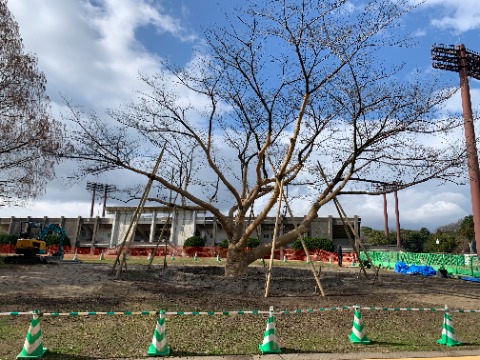 さて前回ご紹介した桜の大木ですが、前の場所から今度は周回路の内側にお引越ししてました。 全身を覆った巻き縄がちょっとミイラみたいで痛々しくもありますが、たくさんのつっかい棒や大きな水鉢で手厚く手当てされているので、きっと新天地でもしっかり根を張ってきれいな花を咲かせてくれることでしょう。