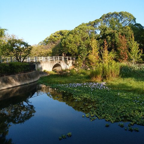 春日公園の池では、布袋葵の花がたくさん咲いています。上品な薄紫色です。