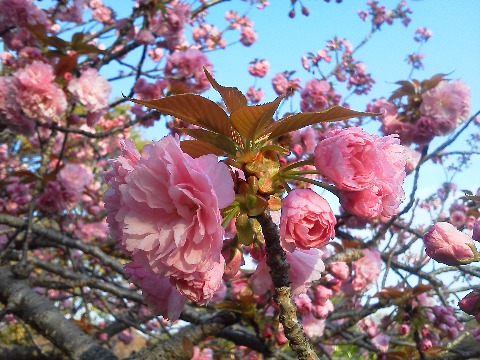 春日公園でも，クローン・ソメイヨシノはもう一斉に散ってしまいました．これでもう桜は終わり･･みたいな雰囲気ですが，どっこいまだこれから満開を迎えそうな他の品種の桜もあります．時差で出勤してくる桜も，気付きにくいですけどお忘れなく！