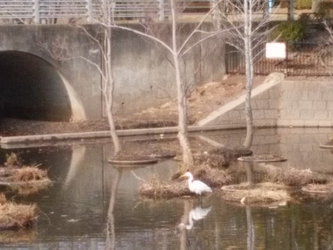 さて春日公園の菖蒲池、先日ご紹介したとおり布袋葵が一掃されて見違えるようになりました。 それで以前からいた鷺がどうなったか心配でしたが、今日見かけました。無事だったようですね。