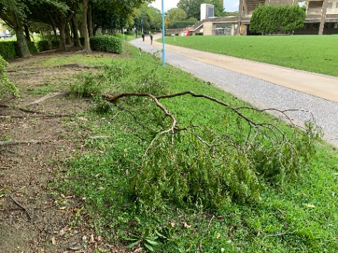 春日公園でも、あちこちに落ち葉や折れた木の枝が集められていましたが、周回路そばではこれが一番大きそうな枝でした。