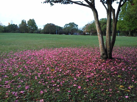 落花狼藉という言葉はありますが，落花静寂なんてありません．でもちょっとそんな言葉が似合いませんかね？　山茶花（さざんか）です．