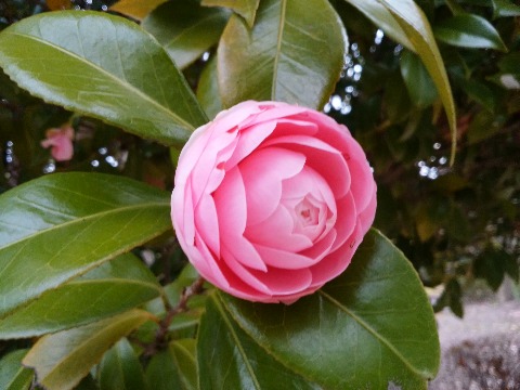 去年は盛りの花をアップしたので,今年はまだ開きかけのものにしましょう.タイのフルーツカービングのような花だと思いませんか?