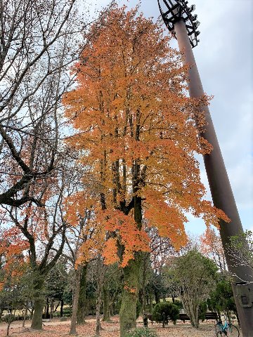 今年最後の写真は、やっぱり春日公園にしたいので、今日のものではないですがタイワンフウの見事な黄葉をどうぞ。
