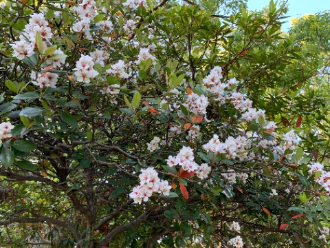 周回路沿いでは唯一この木だけが華やかに花を咲かせています。 シャリンバイらしいです。